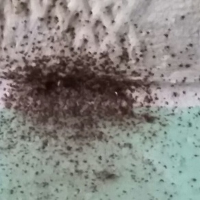 Уничтожение насекомых – Ижевск