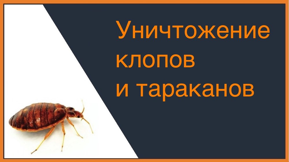 Уничтожение клопов и тараканов в Ижевске