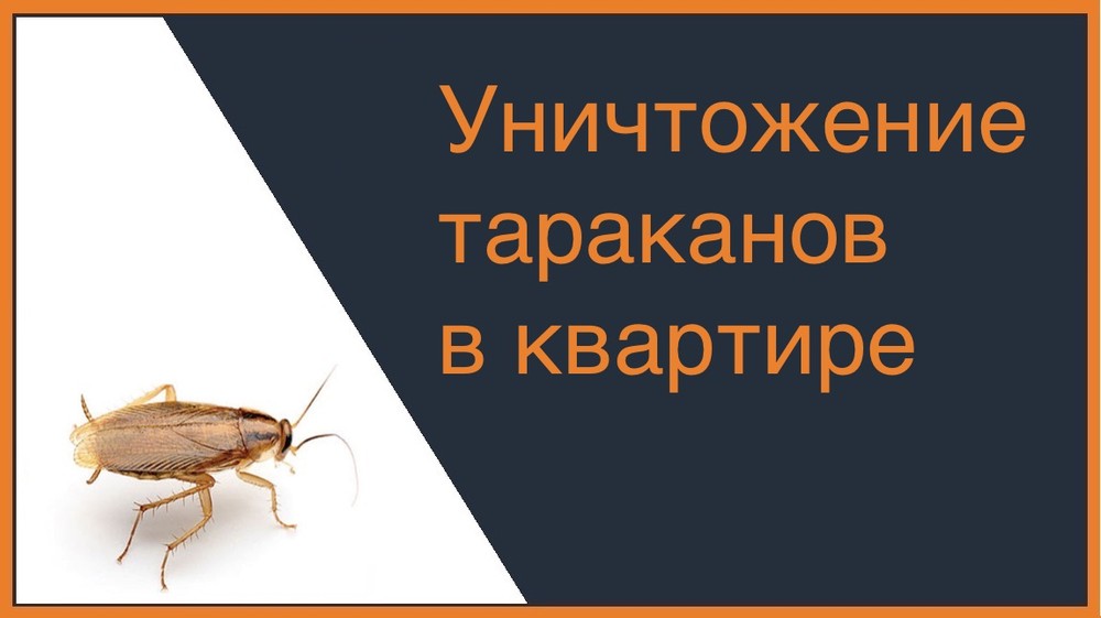 Уничтожение тараканов в квартире в Ижевске