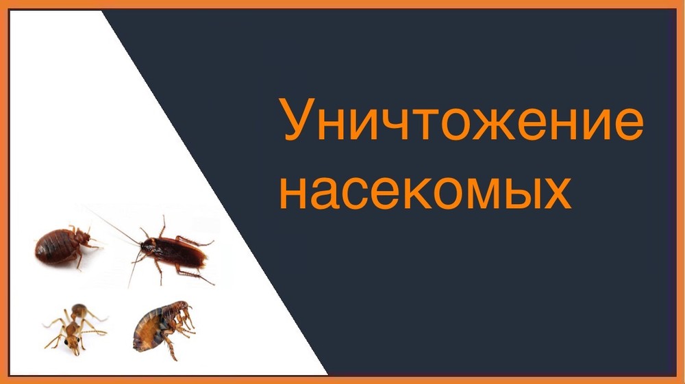 Уничтожение насекомых в Ижевске
