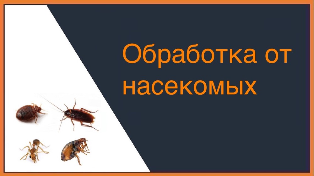 Обработка от насекомых в Ижевске