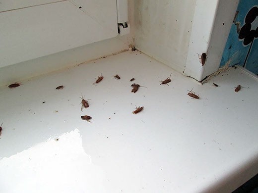 Дезинфекция от тараканов в Ижевске – цены