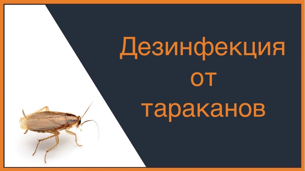Дезинфекция от тараканов в Ижевске
