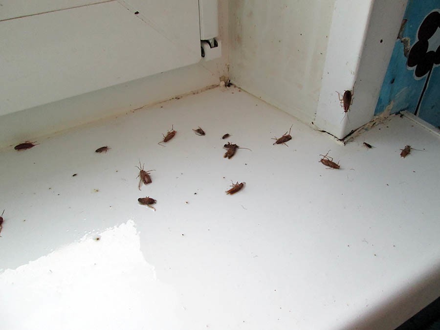 обработка квартиры от тараканов