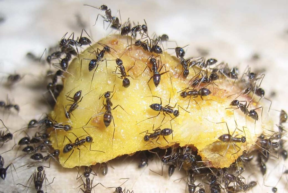 Уничтожение муравьев в квартире в Ижевске