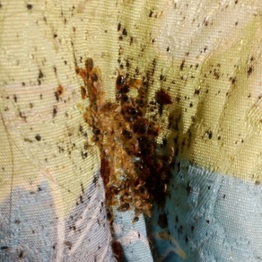 Уничтожение насекомых в Ижевске (гостинка)