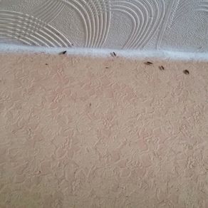 Выведение тараканов в квартире цена Ижевск