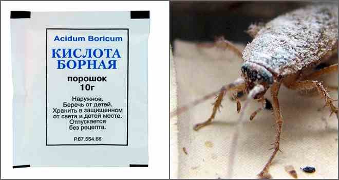 Борная кислота от тараканов – отзывы в Ижевске