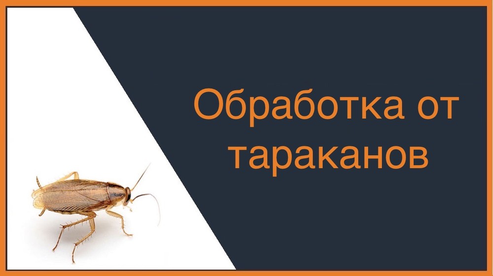Обработка от тараканов в Ижевске
