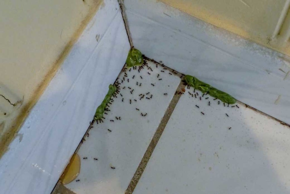 Обработка от муравьев в Ижевске